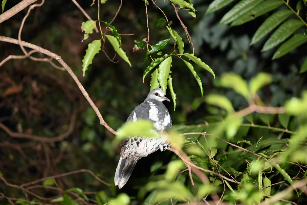 巨地鸠(Leucosarcia melanoleuca)