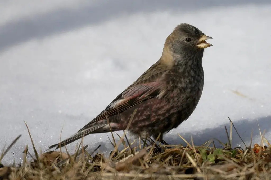 粉红腹岭雀（Leucosticte arctoa）