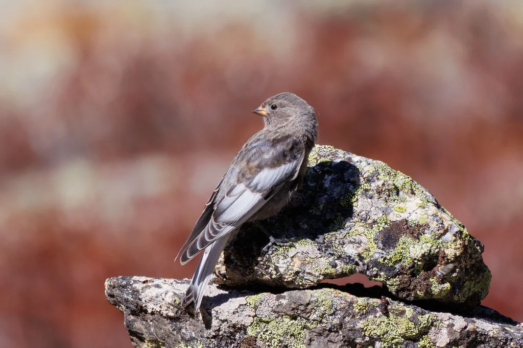 粉红腹岭雀（Leucosticte arctoa）