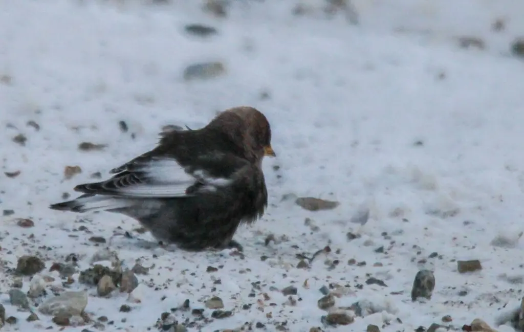 粉红腹岭雀（Leucosticte arctoa）