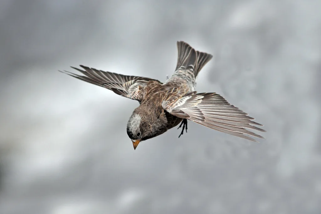 黑岭雀(Leucosticte atrata)