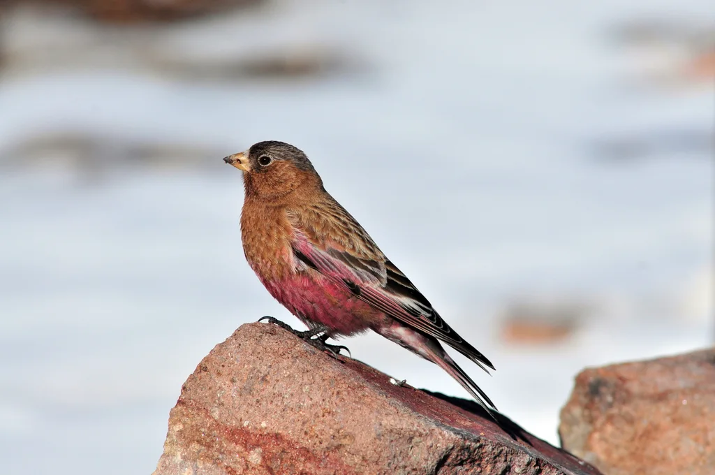 褐顶岭雀（Leucosticte australis）