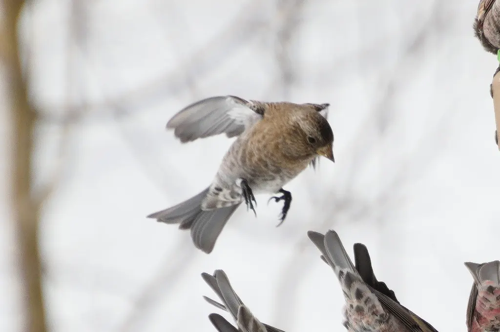 褐顶岭雀（Leucosticte australis）