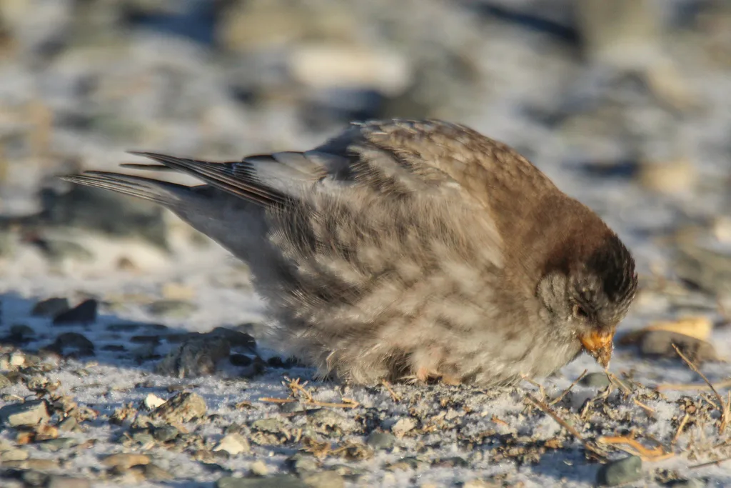 高山岭雀(Leucosticte brandti)