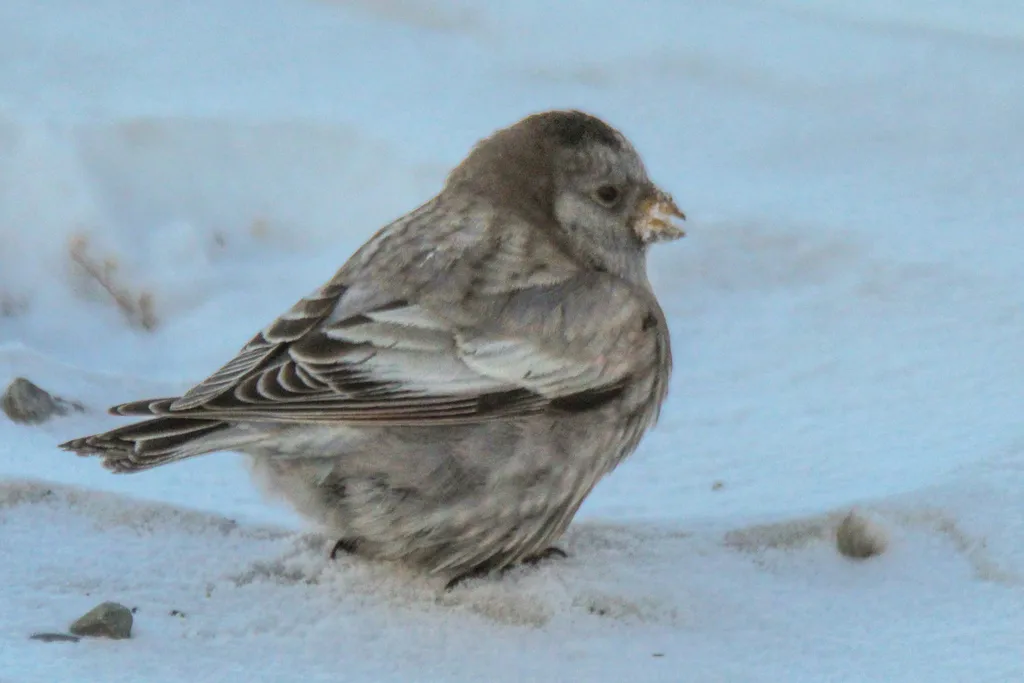 高山岭雀(Leucosticte brandti)
