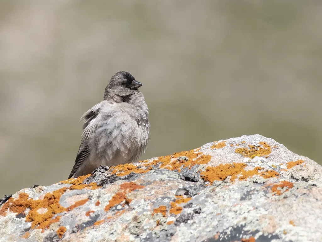 高山岭雀(Leucosticte brandti)