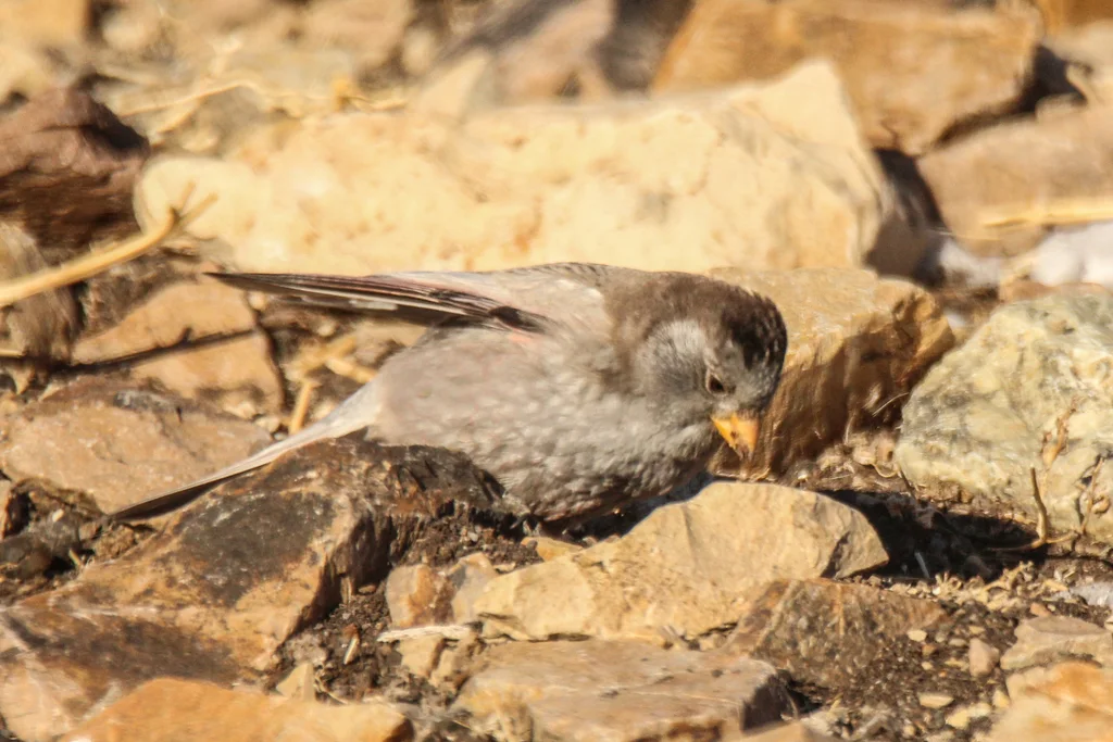 高山岭雀(Leucosticte brandti)
