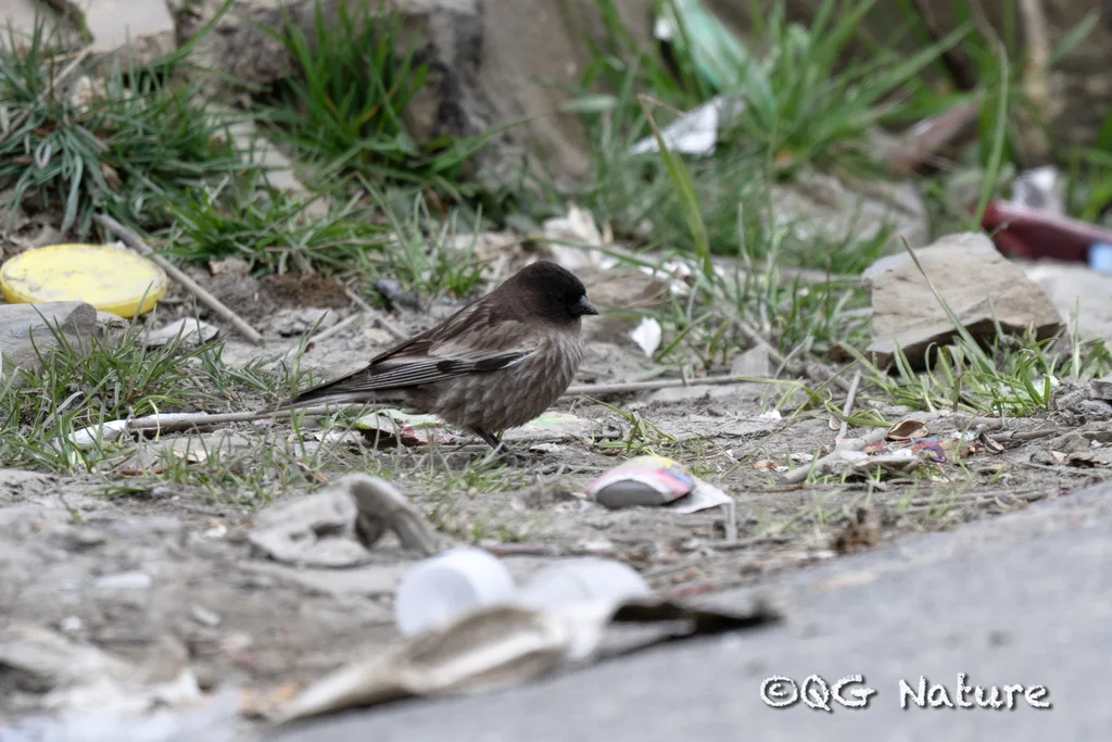 高山岭雀(Leucosticte brandti)