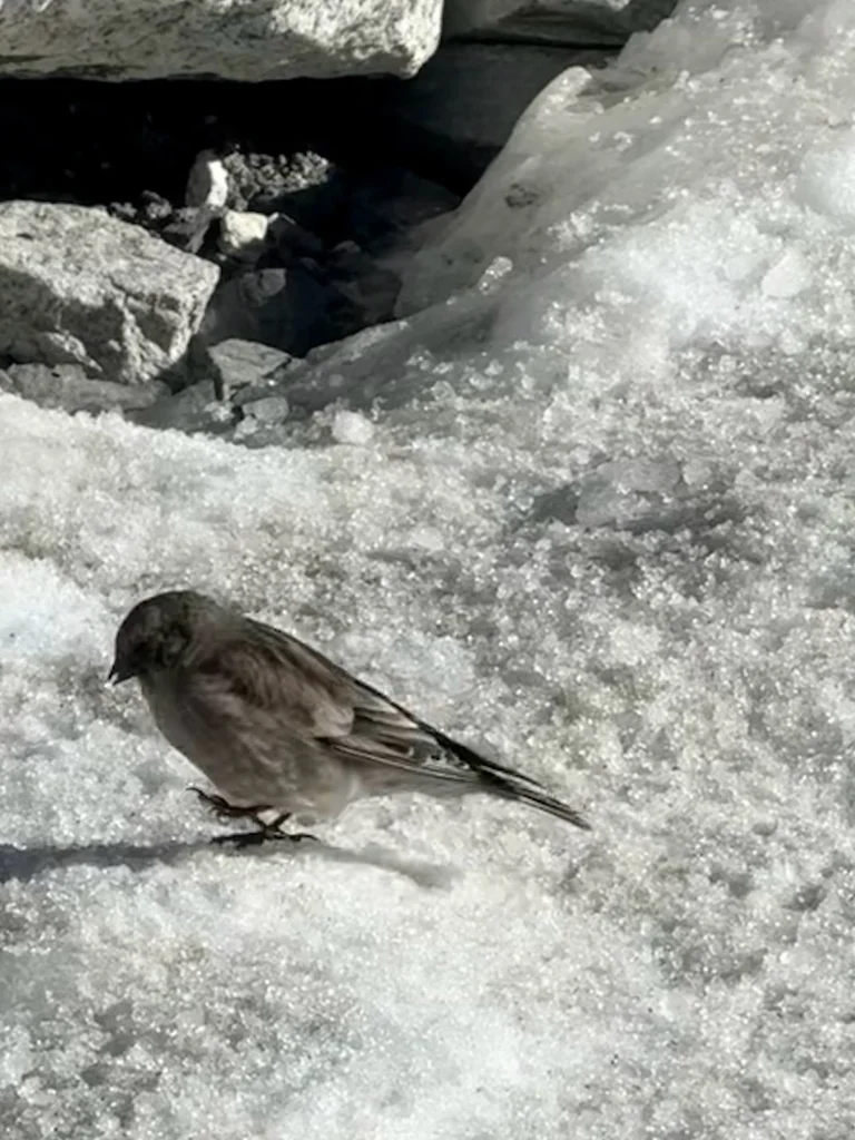 高山岭雀(Leucosticte brandti)