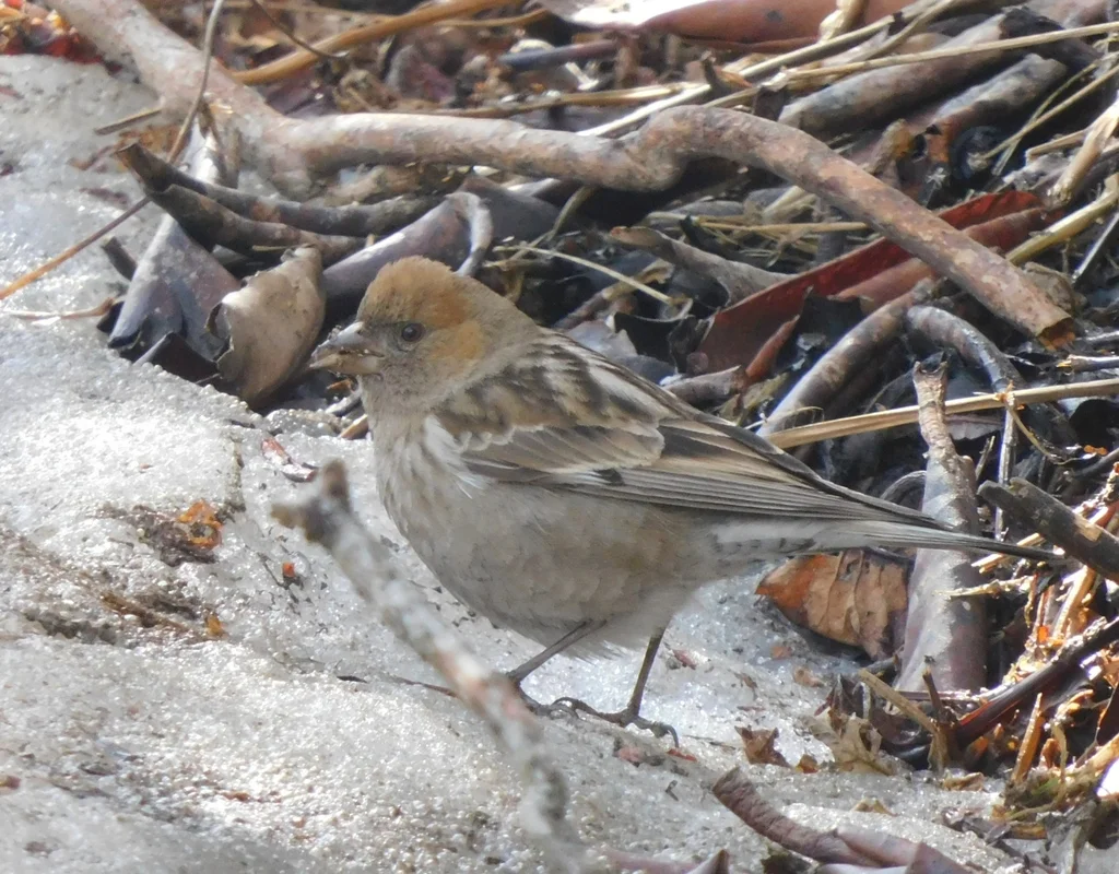 林岭雀(Leucosticte nemoricola)