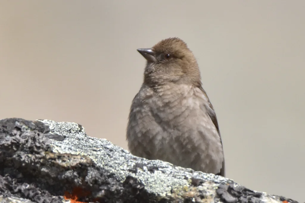 林岭雀(Leucosticte nemoricola)