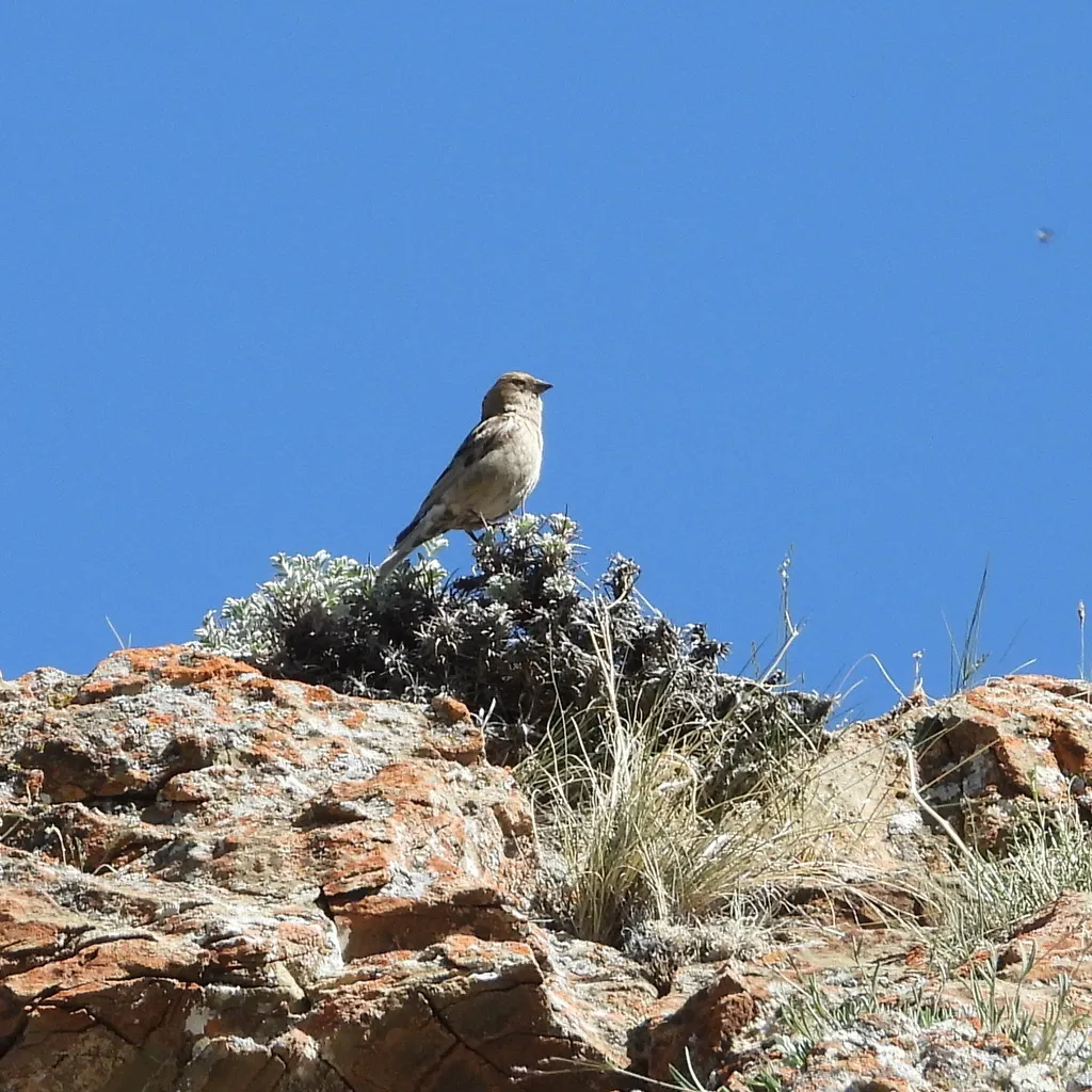 林岭雀(Leucosticte nemoricola)