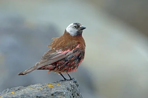 灰头岭雀