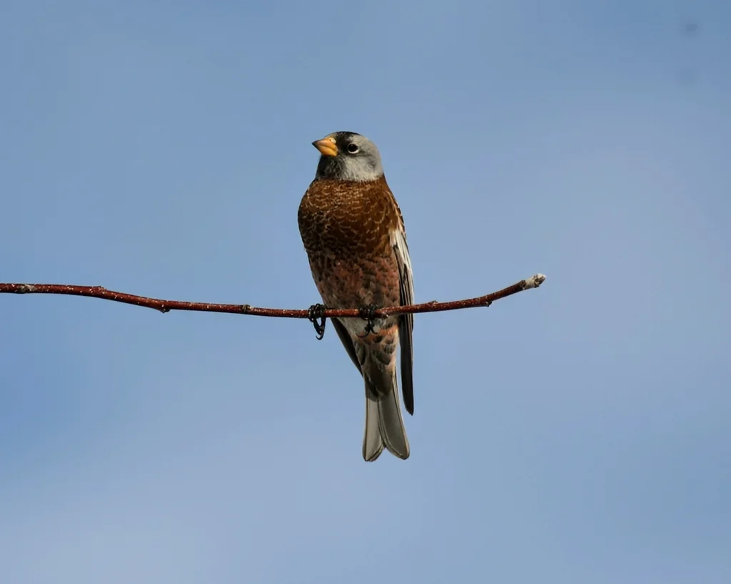 灰头岭雀(Leucosticte tephrocotis)