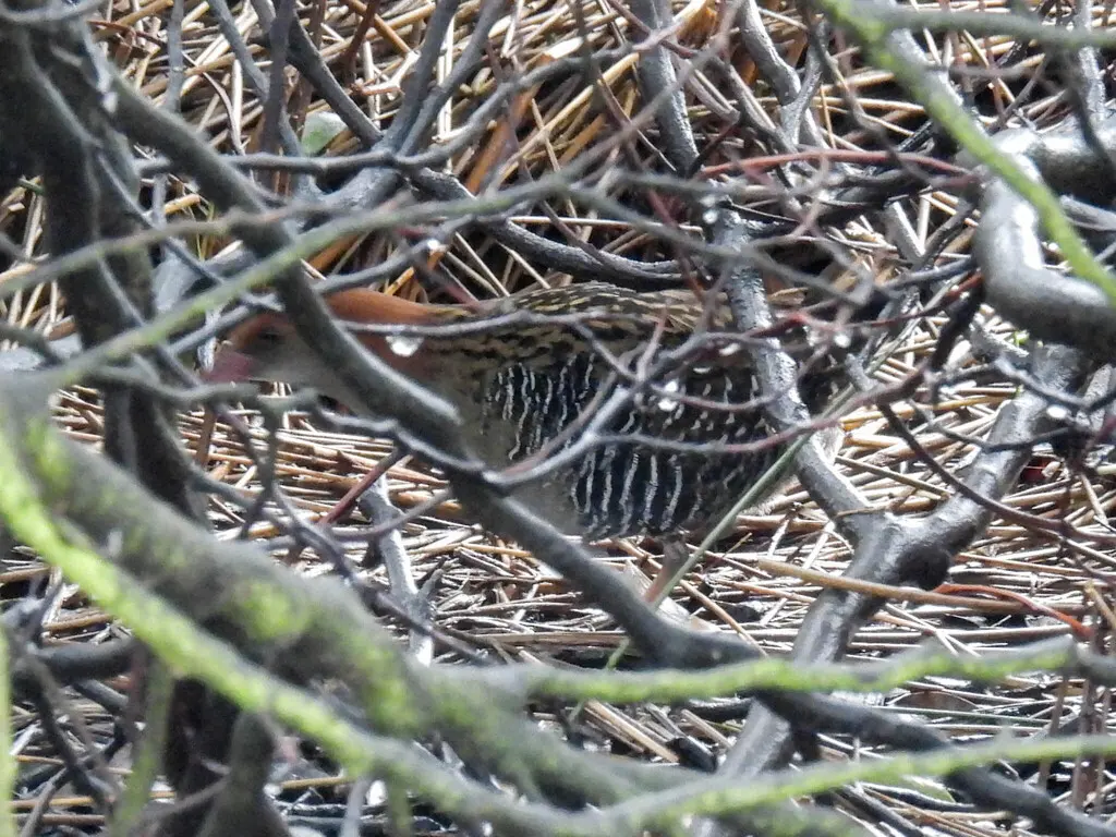 卢氏秧鸡(Lewinia pectoralis)