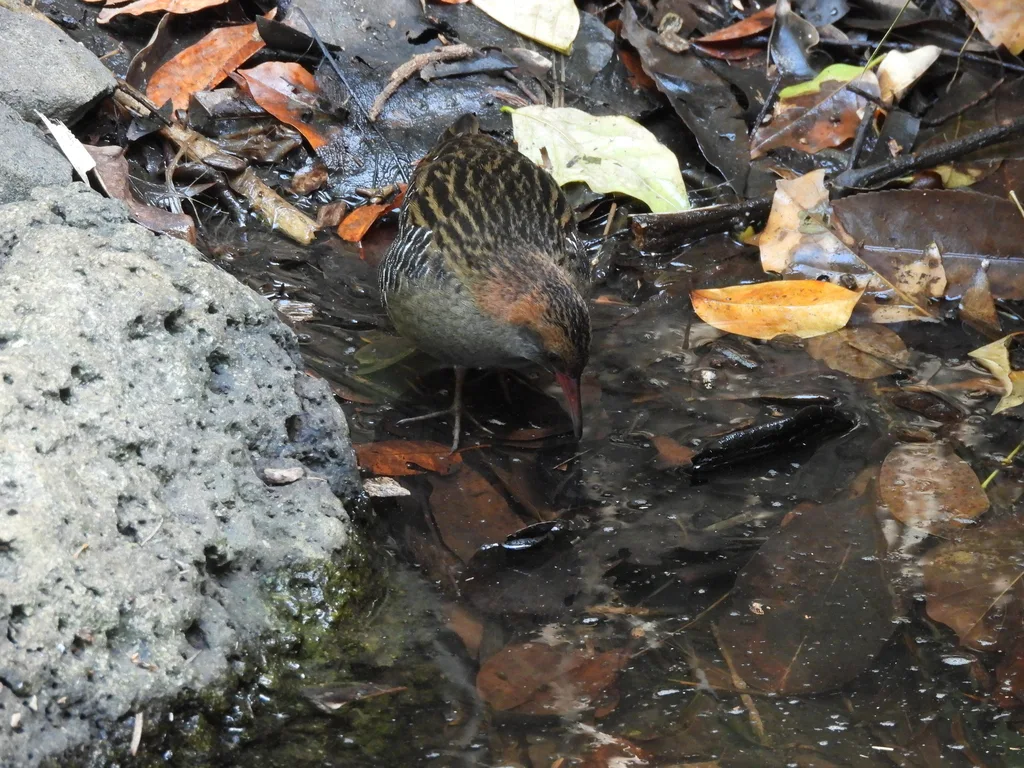 卢氏秧鸡(Lewinia pectoralis)
