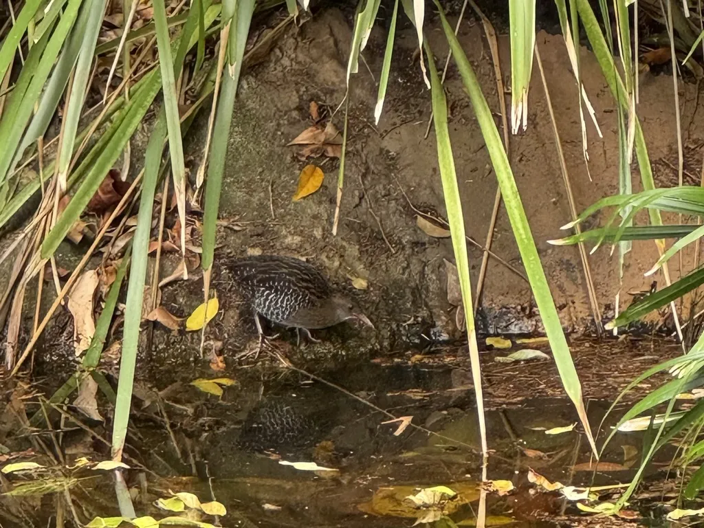 卢氏秧鸡(Lewinia pectoralis)