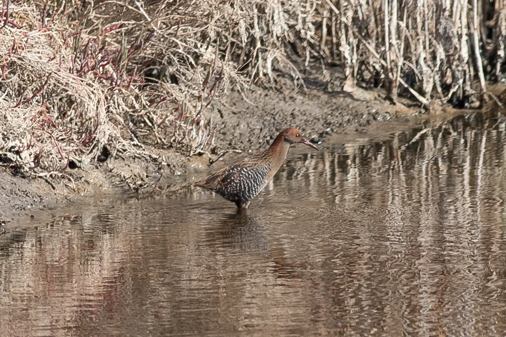 卢氏秧鸡(Lewinia pectoralis)