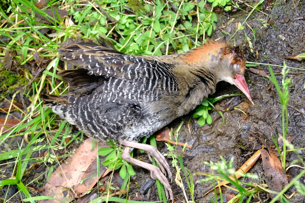 卢氏秧鸡(Lewinia pectoralis)