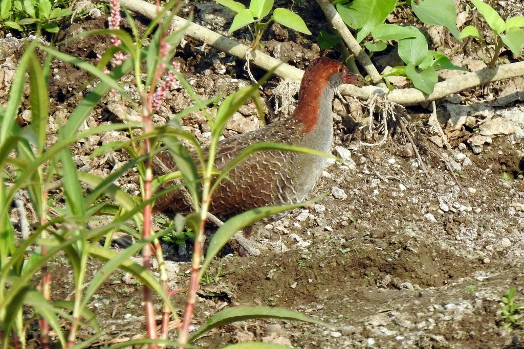 灰胸秧鸡(Lewinia striata)
