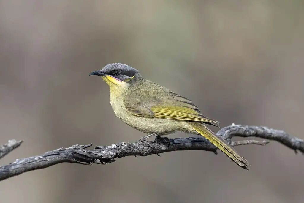 紫颊纹吸蜜鸟(Lichenostomus cratitius)