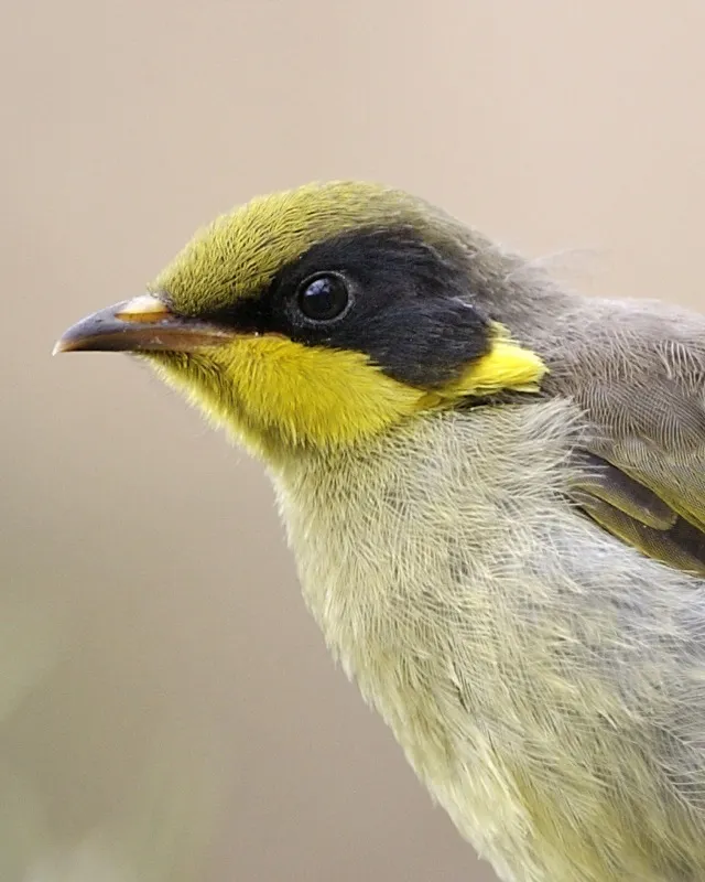 黄冠吸蜜鸟(Lichenostomus melanops)