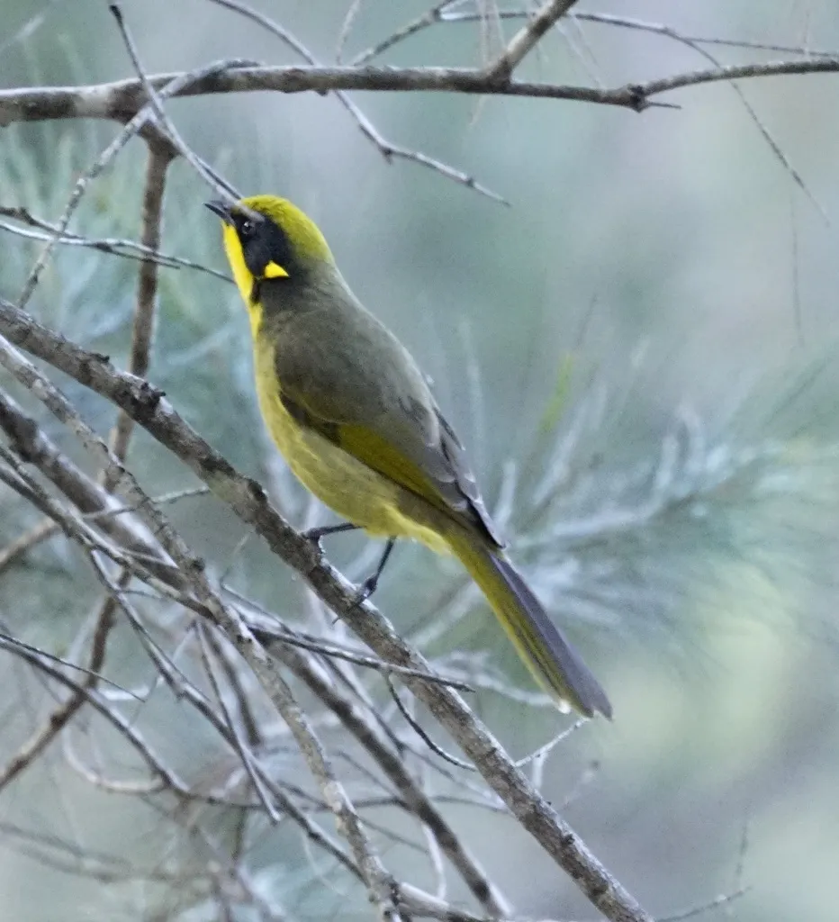 黄冠吸蜜鸟(Lichenostomus melanops)