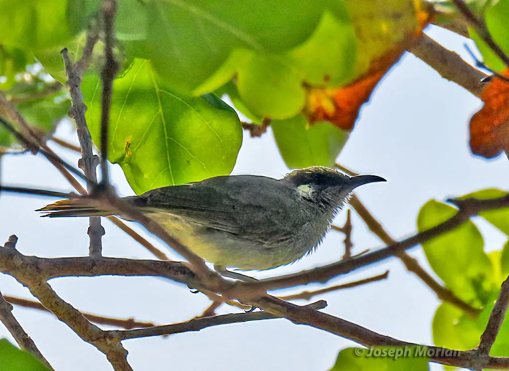 绿岩吸蜜鸟(Lichmera argentauris)