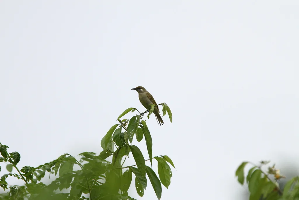 绿岩吸蜜鸟(Lichmera argentauris)