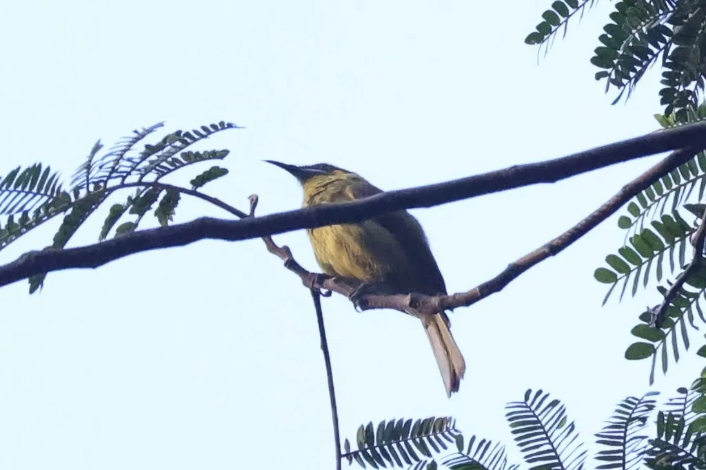 黄耳岩吸蜜鸟(Lichmera flavicans)