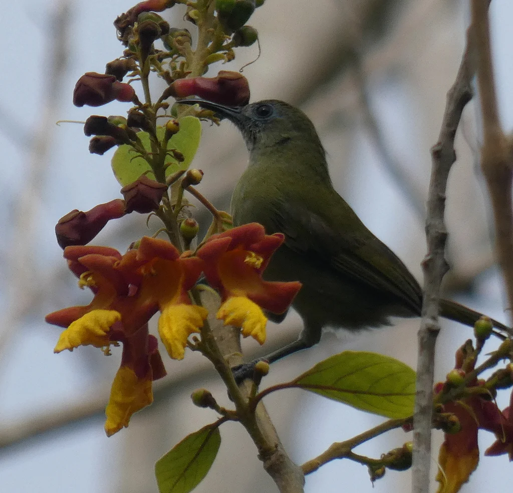鳞顶岩吸蜜鸟(Lichmera lombokia)