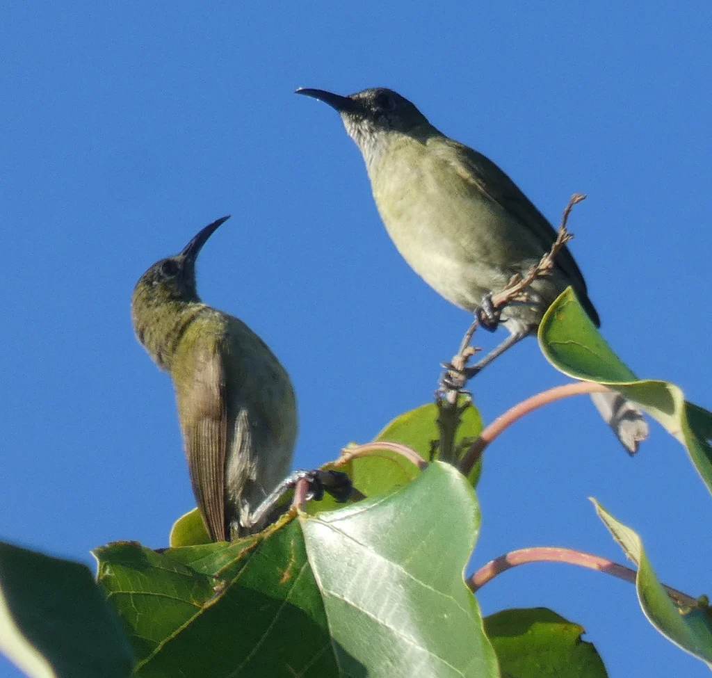 鳞顶岩吸蜜鸟(Lichmera lombokia)