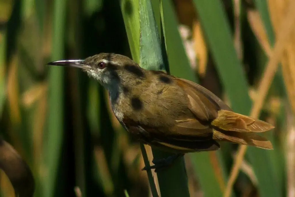 直嘴芦雀(Limnoctites rectirostris)