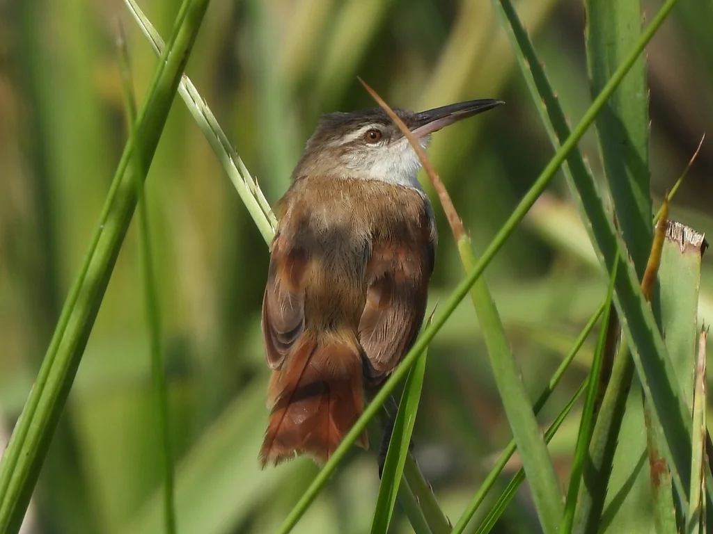直嘴芦雀(Limnoctites rectirostris)