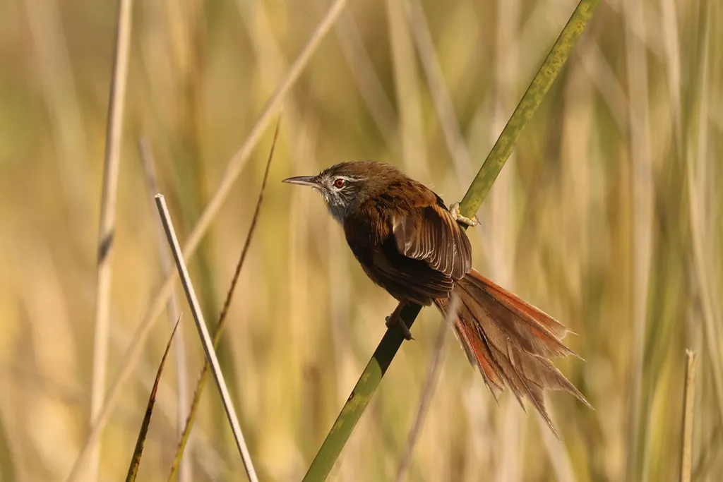 黄须针尾雀(Limnoctites sulphuriferus)