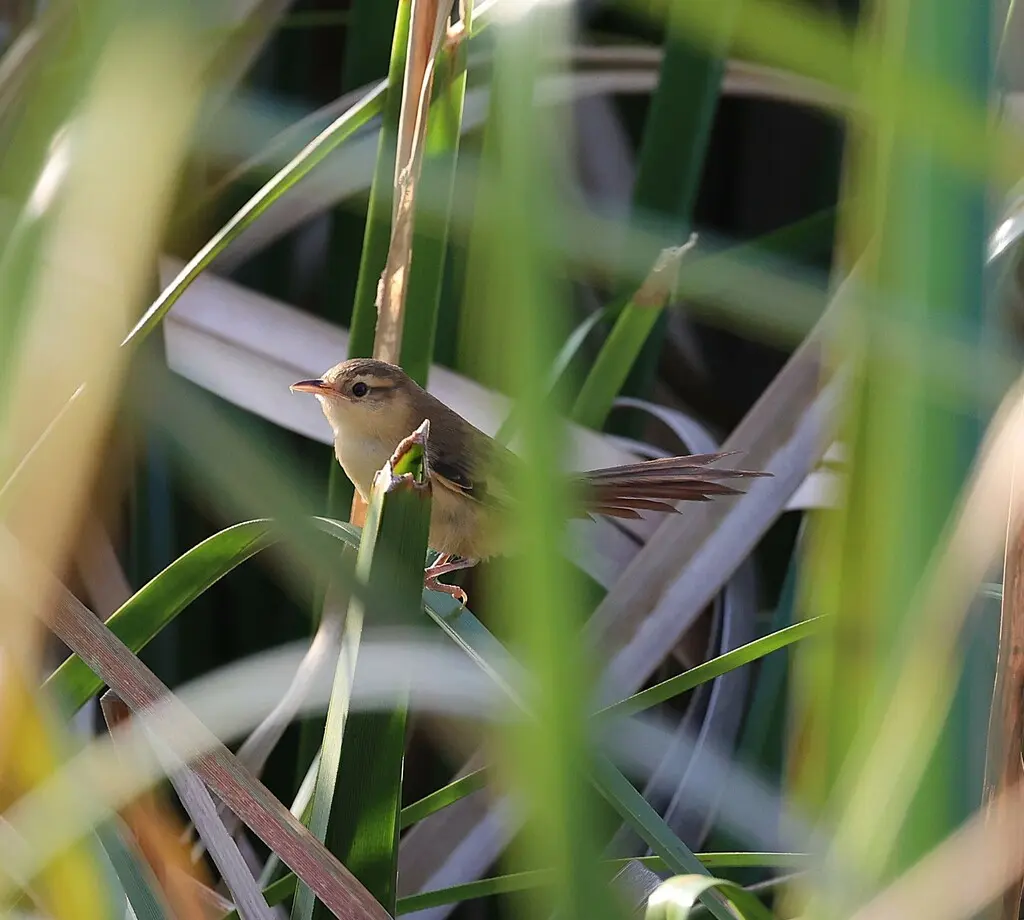 黄须针尾雀(Limnoctites sulphuriferus)