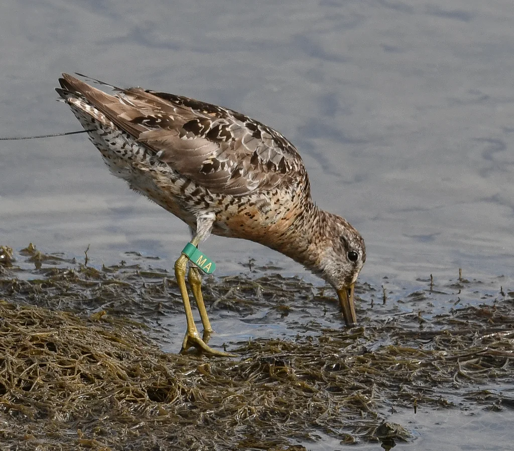 短嘴半蹼鹬(Limnodromus griseus)
