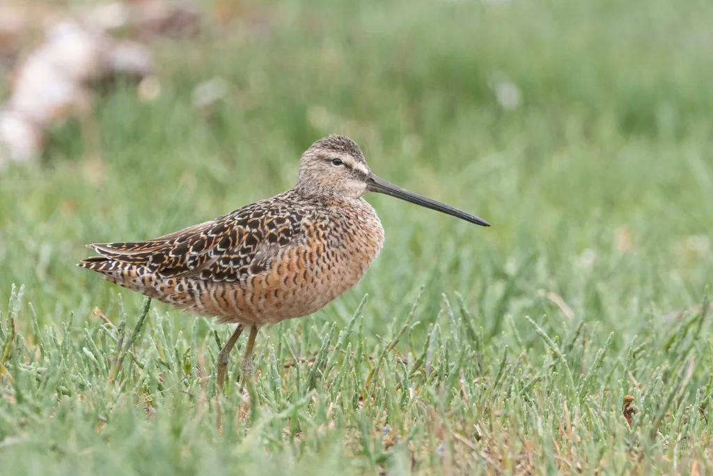 长嘴半蹼鹬(Limnodromus scolopaceus)
