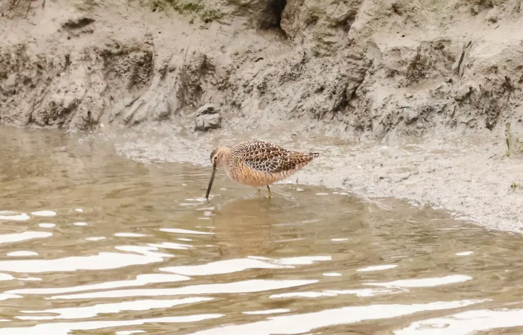 长嘴半蹼鹬(Limnodromus scolopaceus)