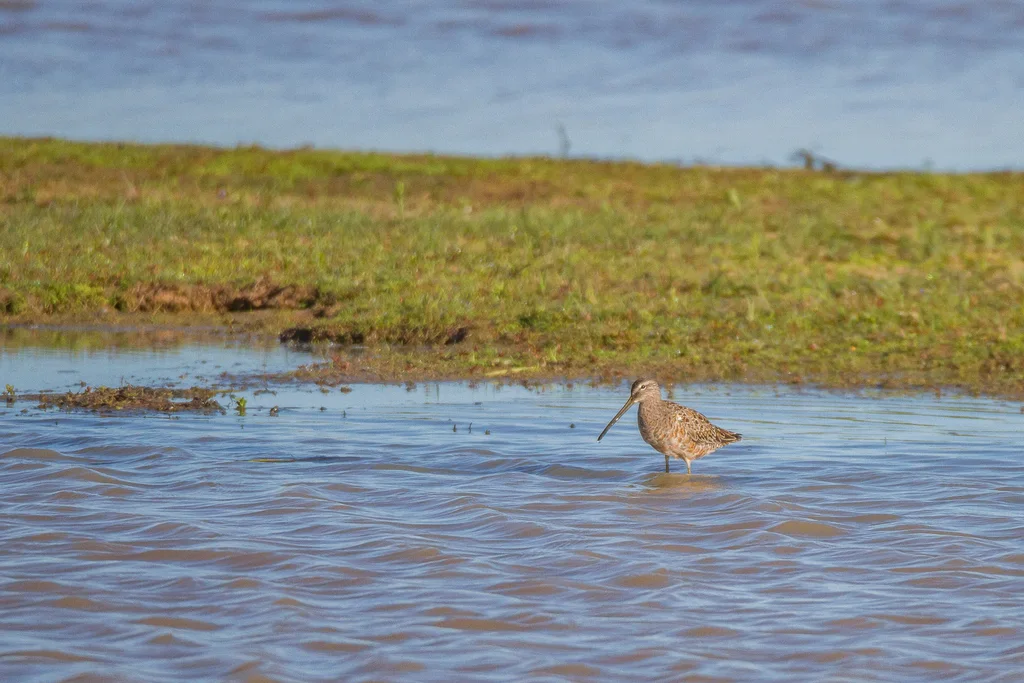 长嘴半蹼鹬(Limnodromus scolopaceus)