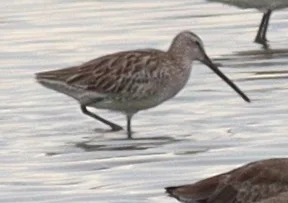 半蹼鹬(Limnodromus semipalmatus)