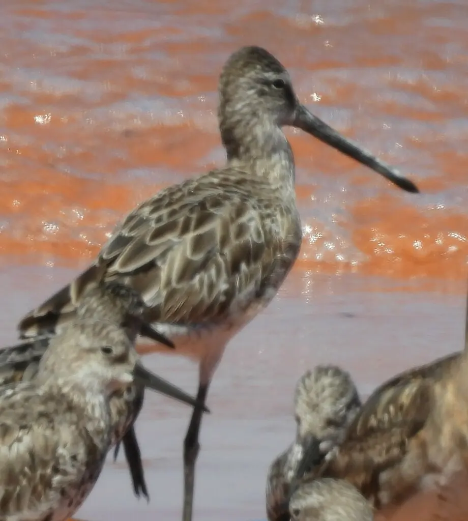 半蹼鹬(Limnodromus semipalmatus)
