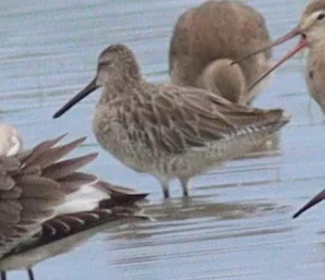 半蹼鹬(Limnodromus semipalmatus)