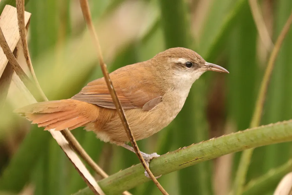 弯嘴芦雀(Limnornis curvirostris)