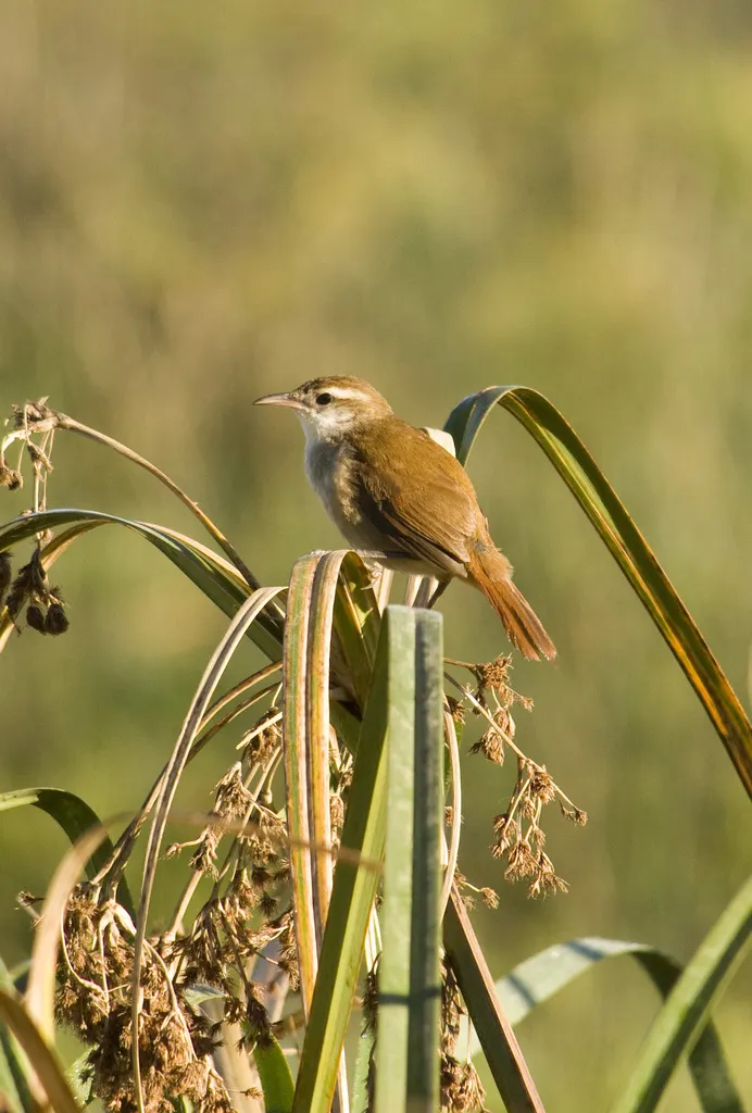 弯嘴芦雀(Limnornis curvirostris)