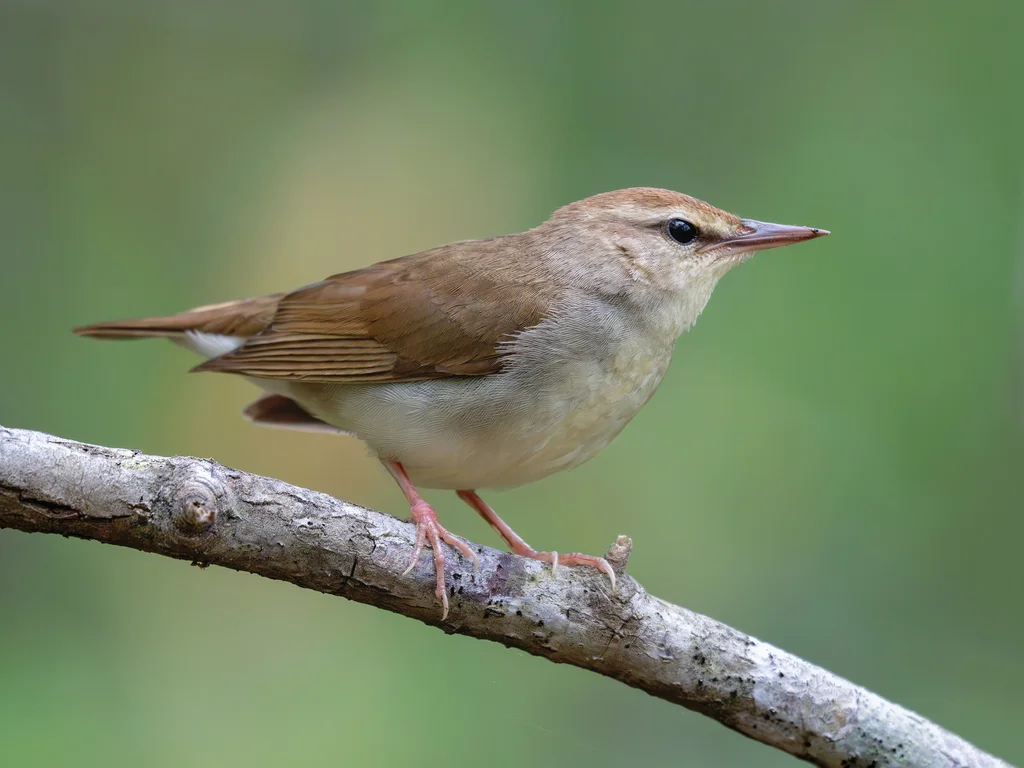 斯氏森莺(Limnothlypis swainsonii)