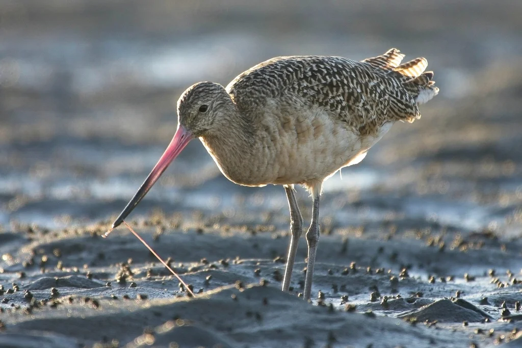 云斑塍鹬(Limosa fedoa)