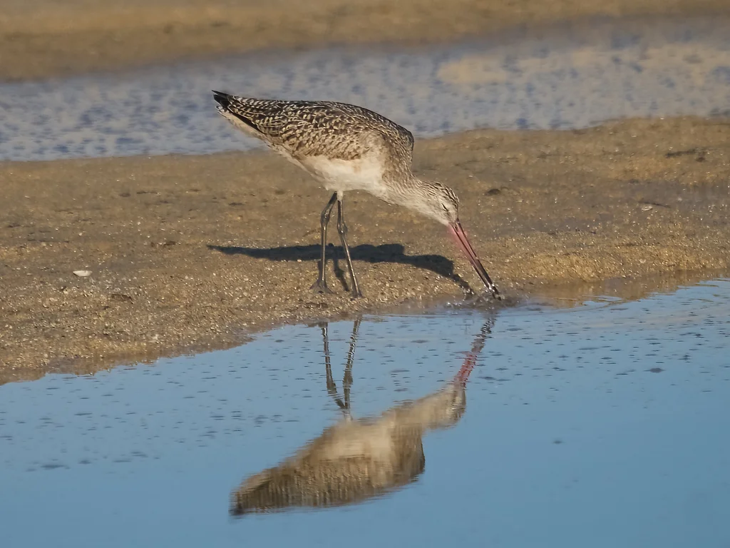 云斑塍鹬(Limosa fedoa)