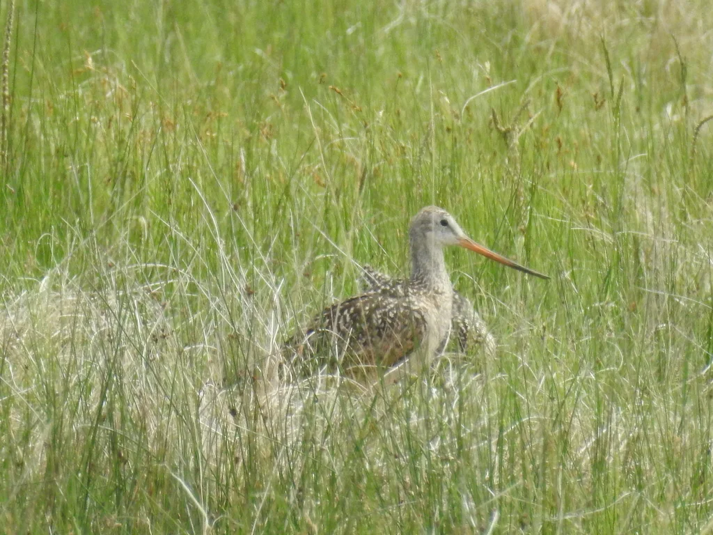 云斑塍鹬(Limosa fedoa)