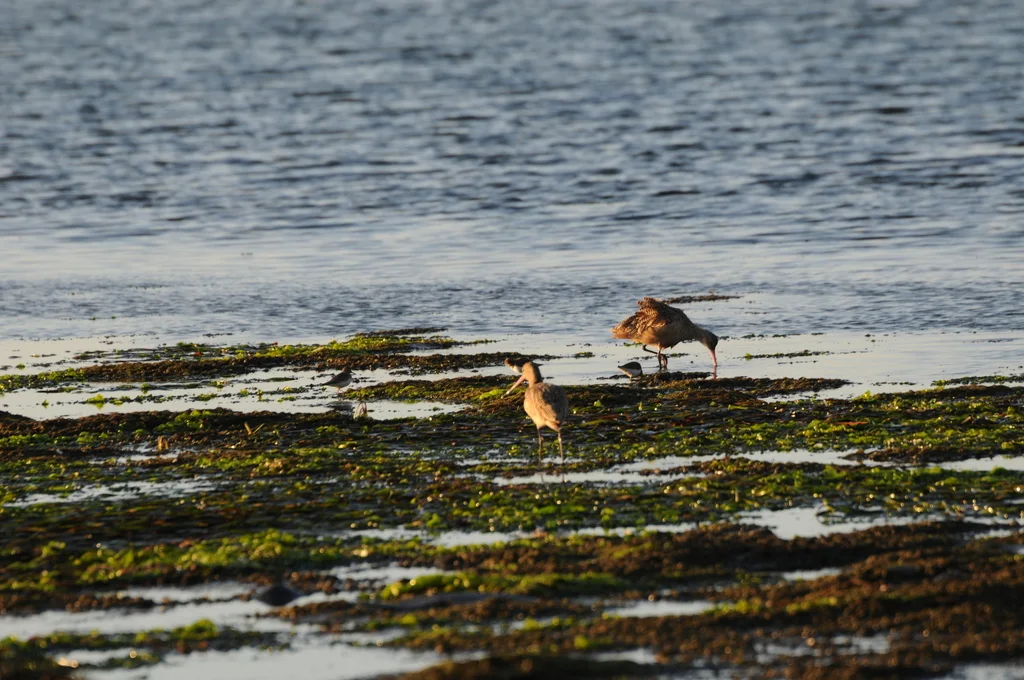 云斑塍鹬(Limosa fedoa)